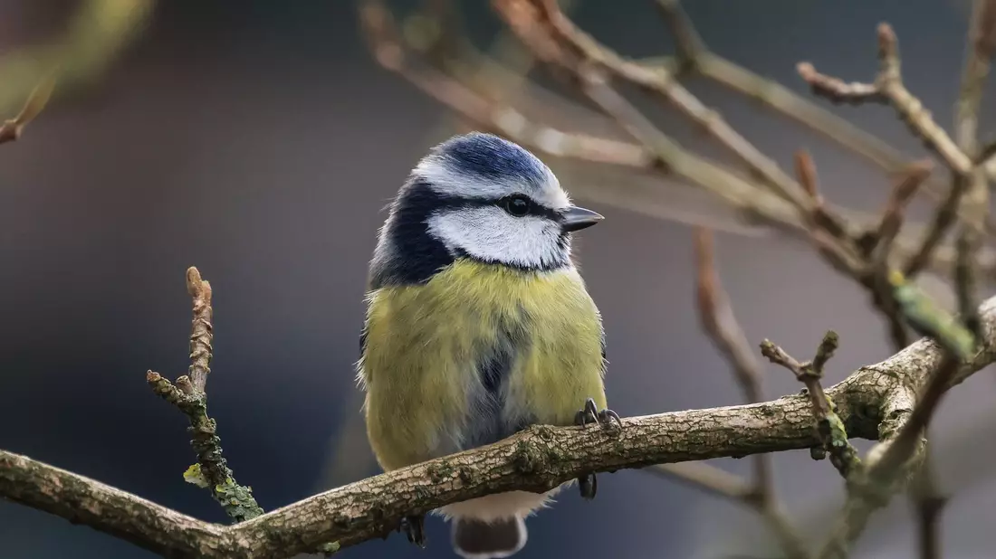 Die Aktion «Stunde der Wintervögel» ruft Interessierte auf, Vögel zu zählen - zum Beispiel Blaumeisen. (Archivbild) - Bild: Oliver Berg/dpa