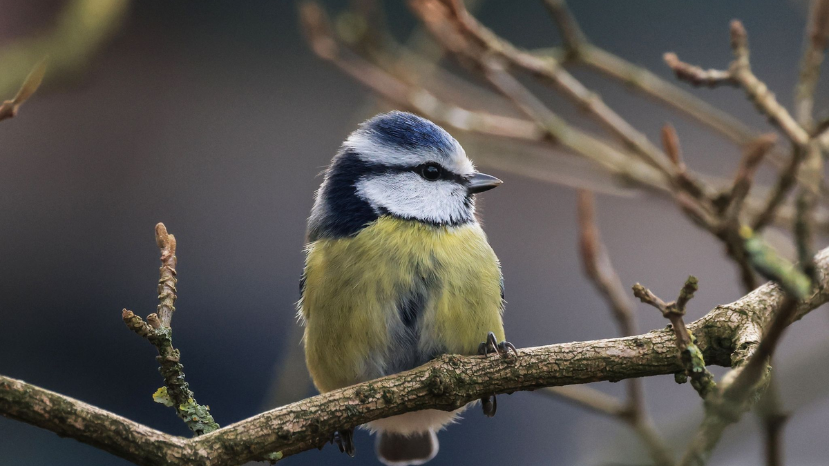 Die Aktion «Stunde der Wintervögel» ruft Interessierte auf, Vögel zu zählen - zum Beispiel Blaumeisen. (Archivbild) - Foto: Oliver Berg/dpa