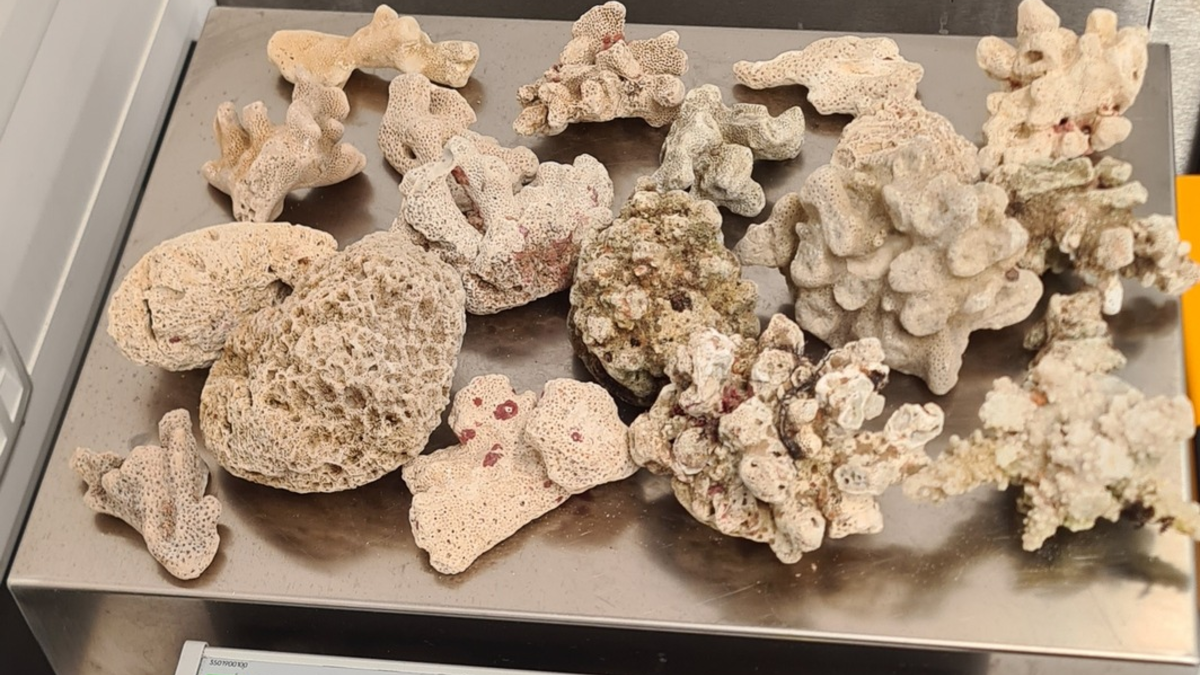 HZA-H: Zoll Hannover verhindert Goldschmuggel und sichert Artenschutz - Foto: presseportal.de