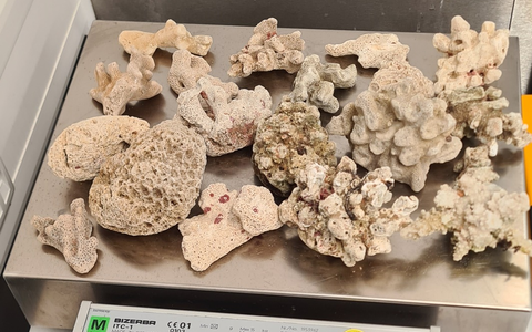 HZA-H: Zoll Hannover verhindert Goldschmuggel und sichert Artenschutz - Foto: presseportal.de