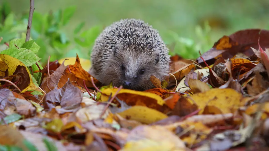 Der Igel ist ein Sympathieträger. Dadurch ist es leichter, Menschen für Mitmachprojekte zu begeistern. - Bild: Karl-Josef Hildenbrand/dpa/dpa-tmn