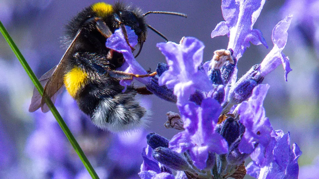 Citizen Science kann auch dazu führen, dass sich Menschen mehr für die Natur interessieren und diese schützen wollen. - Bild: Jens Büttner/dpa