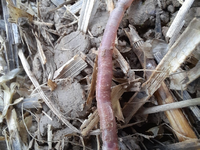 Der neu entdeckte bayerische Regenwurm Helodrilus bavaricus ist weltweit einzigartig. (Handout)  - Foto: Roswitha Walter/Bayerische Landesanstalt für Landwirtschaft/dpa