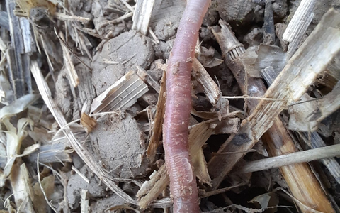 Der neu entdeckte bayerische Regenwurm Helodrilus bavaricus ist weltweit einzigartig. (Handout)  - Foto: Roswitha Walter/Bayerische Landesanstalt für Landwirtschaft/dpa
