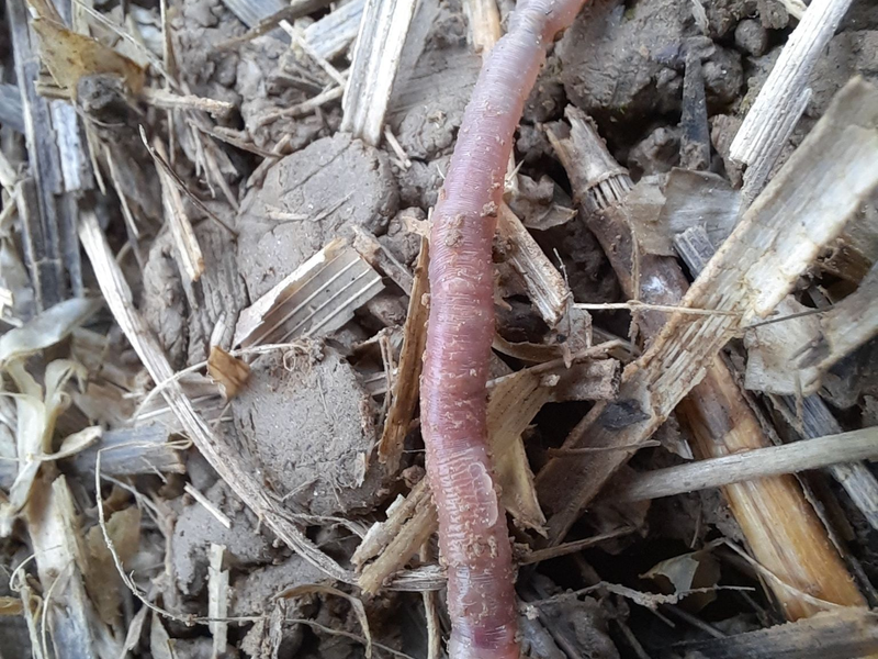 Der neu entdeckte bayerische Regenwurm Helodrilus bavaricus ist weltweit einzigartig. (Handout)  - Foto: Roswitha Walter/Bayerische Landesanstalt für Landwirtschaft/dpa