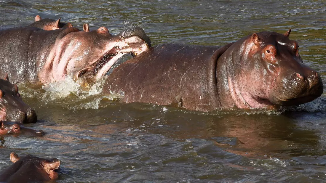 Normalerweise wirken Nilpferde wie diese in Kenia eher rundlich. (Archivbild) - Bild: picture alliance / dpa