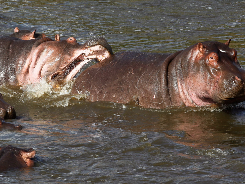 Normalerweise wirken Nilpferde wie diese in Kenia eher rundlich. (Archivbild) - Foto: picture alliance / dpa