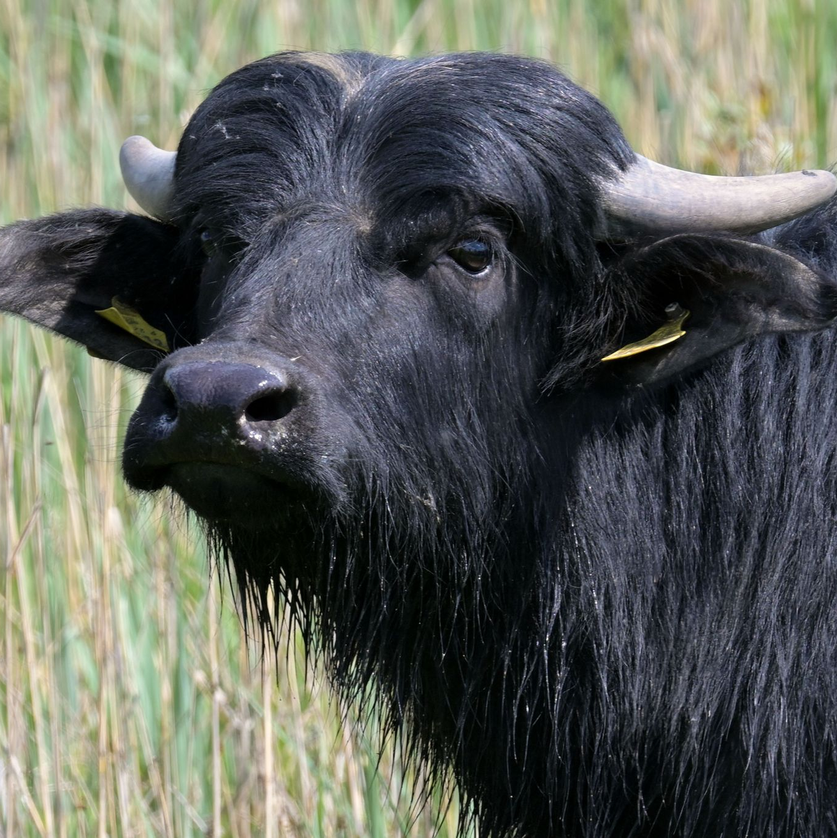 Drei Wasserbüffel sind an der Maul- und Klauenseuche verendet. (Symbolbild) - Foto: Michael Bahlo/dpa