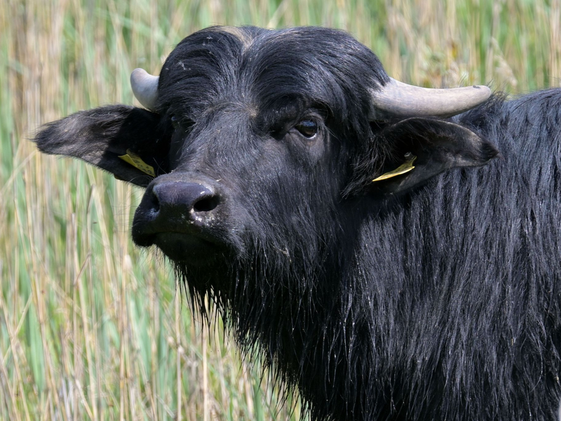 Drei Wasserbüffel sind an der Maul- und Klauenseuche verendet. (Symbolbild) - Foto: Michael Bahlo/dpa