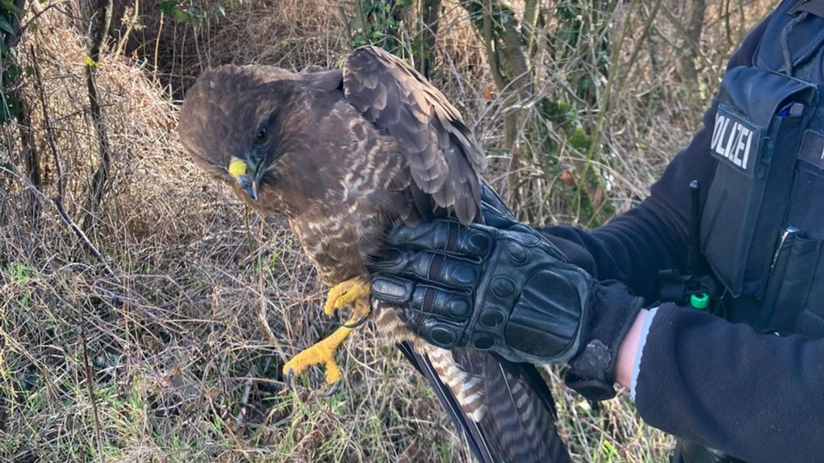 POL-DA: Groß-Umstadt: Polizeistreife rettet erneut verletzten Mäusebussard - Foto: presseportal.de