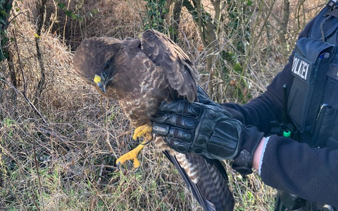 POL-DA: GroĂ-Umstadt: Polizeistreife rettet erneut verletzten MĂ€usebussard - Foto: presseportal.de POL-DA: GroĂ-Umstadt: Polizeistreife rettet erneut verletzten MĂ€usebussard - Foto: presseportal.de