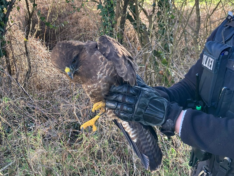 POL-DA: Groß-Umstadt: Polizeistreife rettet erneut verletzten Mäusebussard - Foto: presseportal.de