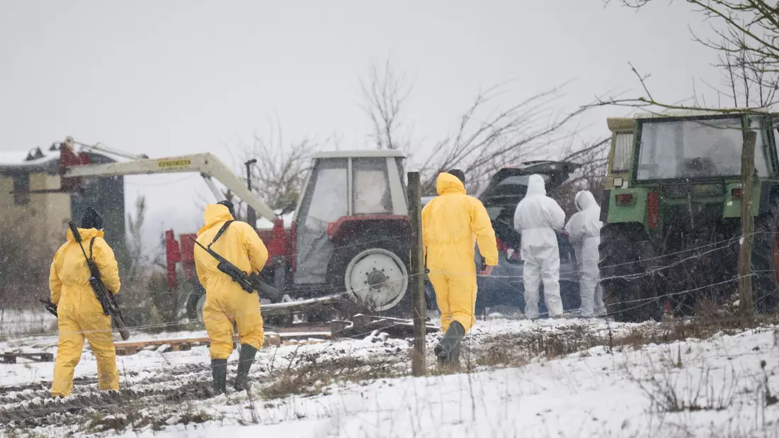 Nach dem Ausbruch der Maul- und Klauenseuche wurde zunächst eine Wasserbüffel- Herde getötet. Fachleute waren im brandenburgischen Landkreis Märkisch-Oderland im Einsatz.  - Bild: Sebastian Christoph Gollnow/dpa