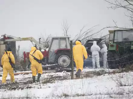 Nach dem Ausbruch der Maul- und Klauenseuche wollen Experten die Ursache klären.  - Foto: Sebastian Christoph Gollnow/dpa