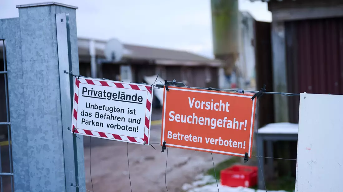 In Brandenburg gibt es einen weiteren MKS-Verdachtsfall - nur 20 Autominuten vom Ausbruchsort entfernt. (Archivbild) - Bild: Annette Riedl/dpa