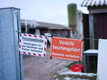 Bislang wurde das Virus nur bei einer Wasserbüffelherde festgestellt (Archivbild). - Foto: Annette Riedl/dpa