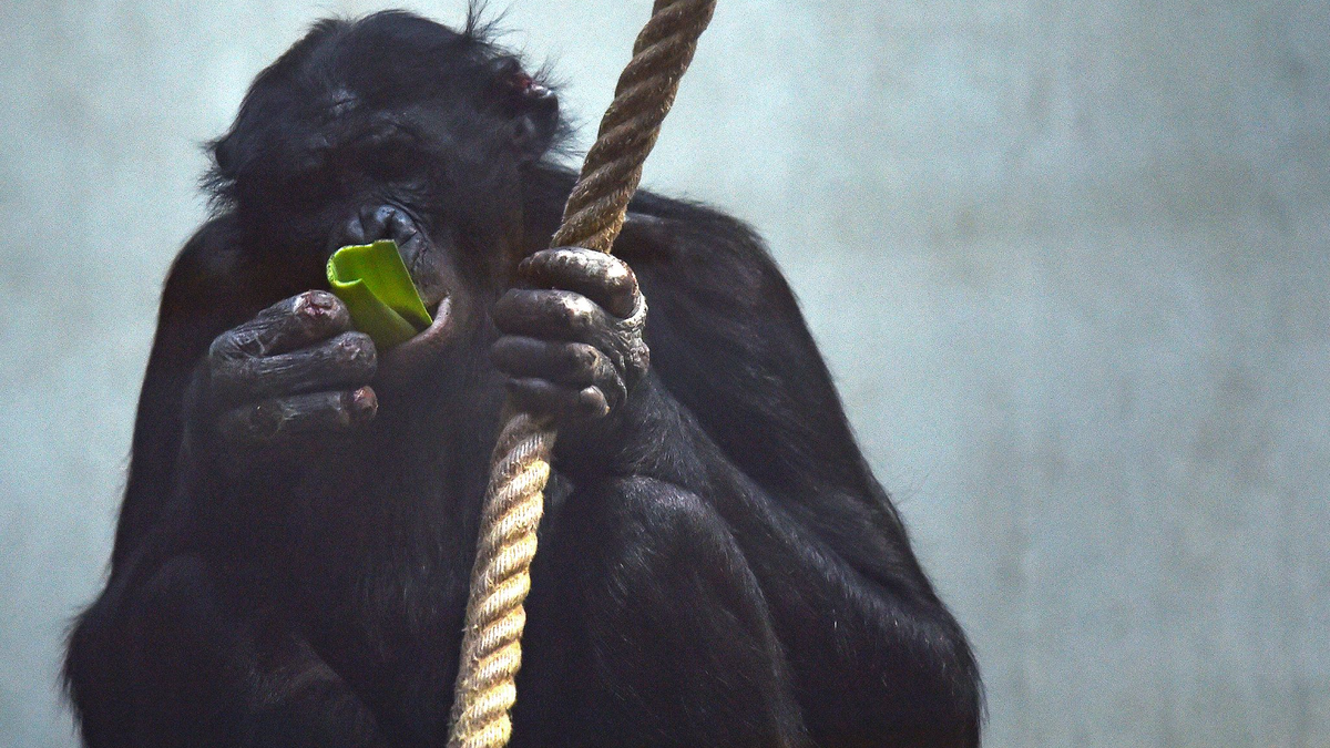 Die Affen waren zum Zeitpunkt der Landung in den Innenräumen der Anlage eingeschlossen. (Archivbild) - Foto: Caroline Seidel/dpa