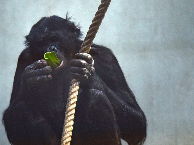 Die Affen waren zum Zeitpunkt der Landung in den Innenräumen der Anlage eingeschlossen. (Archivbild) - Foto: Caroline Seidel/dpa
