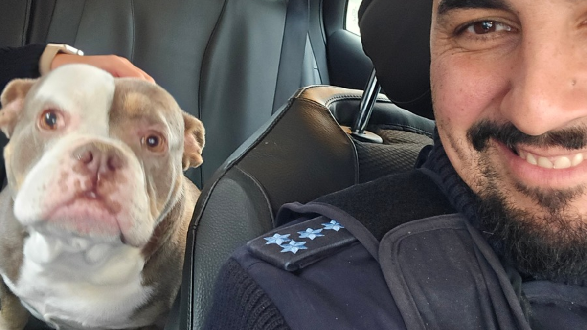 POL-MA: Brühl/Rhein-Neckar-Kreis: entlaufene Bulldogge - Foto: presseportal.de