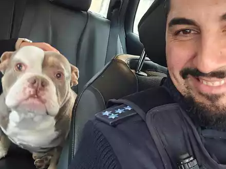 POL-MA: Brühl/Rhein-Neckar-Kreis: entlaufene Bulldogge - Foto: presseportal.de