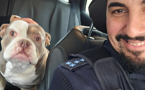 POL-MA: Brühl/Rhein-Neckar-Kreis: entlaufene Bulldogge - Foto: presseportal.de