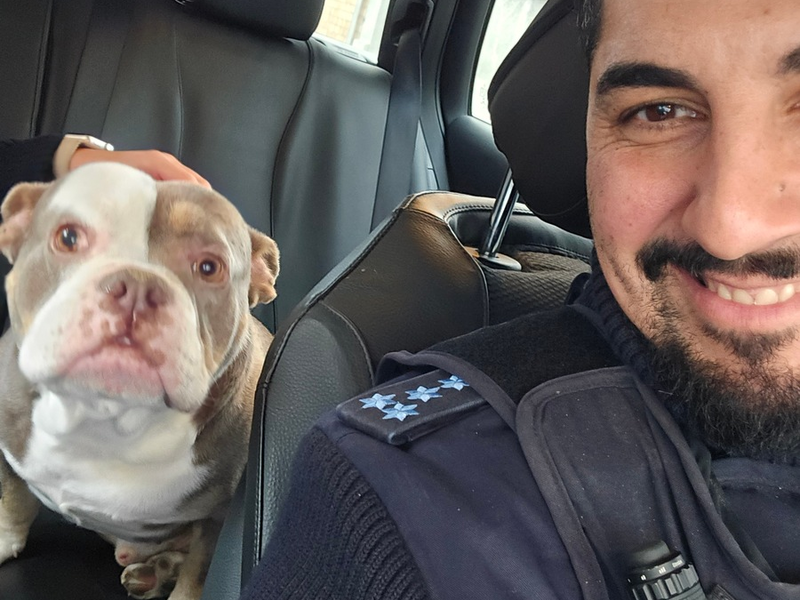 POL-MA: Brühl/Rhein-Neckar-Kreis: entlaufene Bulldogge - Foto: presseportal.de