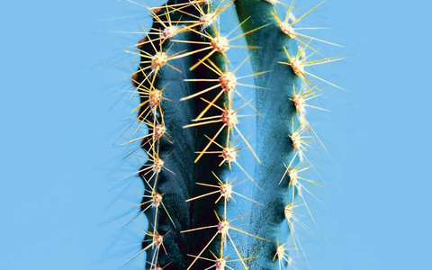 Alles auf Abwehr: Was unser Immunsystem mit Cybersicherheit, Ekel und dem X-Chromosom zu tun hat / Neue Perspektiven im Wissenschaftsmagazin zwei entdecken - Foto: presseportal.de