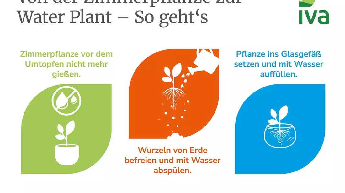 Grüne Highlights: Tipps für Water Plants - Bild: presseportal.de