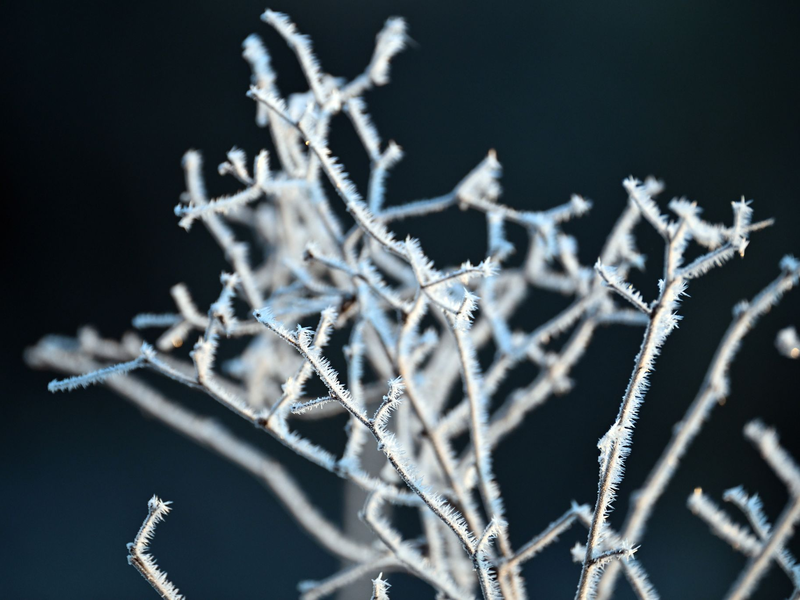Minusgrade sind auch in der kommenden Nacht vielerorts zu erwarten. - Foto: Federico Gambarini/dpa