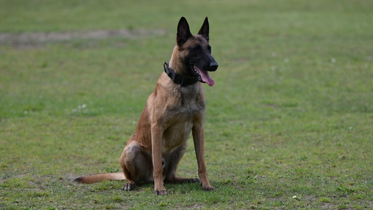 POL-NMS: 250113-1-pdnms Einbrecher in Rendsburg von Diensthund bei Kellereinbruch aufgespürt - Foto: presseportal.de