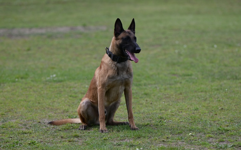 POL-NMS: 250113-1-pdnms Einbrecher in Rendsburg von Diensthund bei Kellereinbruch aufgespürt - Foto: presseportal.de
