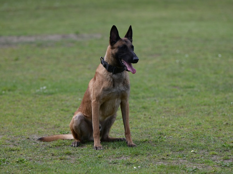 POL-NMS: 250113-1-pdnms Einbrecher in Rendsburg von Diensthund bei Kellereinbruch aufgespürt - Foto: presseportal.de