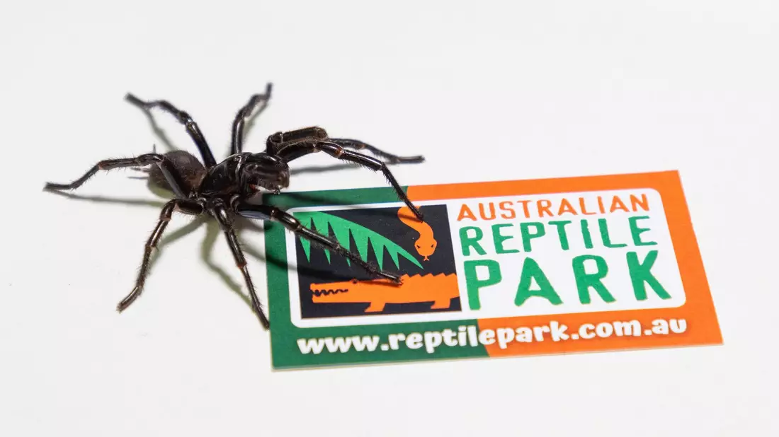Das bisher existierende Gegengift wirkt bei allen drei Arten. - Bild: Caitlin Vine/Australian Reptile Park/dpa