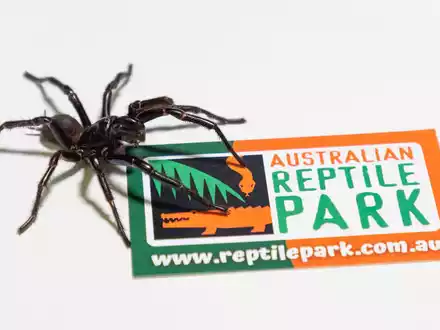 Das bisher existierende Gegengift wirkt bei allen drei Arten. - Foto: Caitlin Vine/Australian Reptile Park/dpa