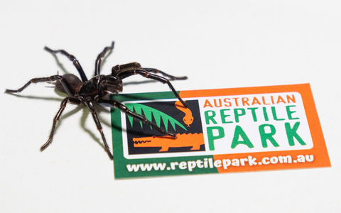Das bisher existierende Gegengift wirkt bei allen drei Arten. - Foto: Caitlin Vine/Australian Reptile Park/dpa