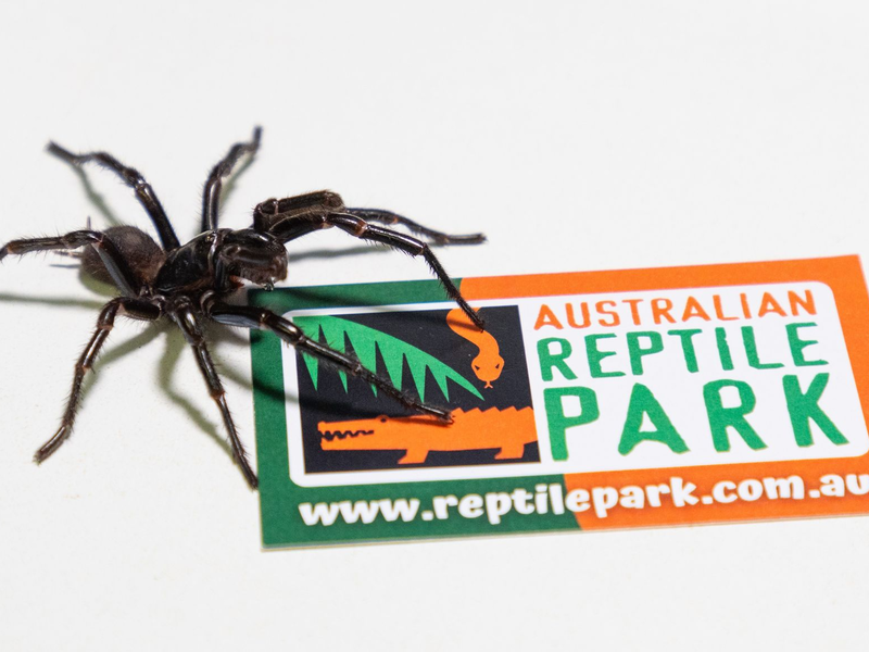 Das bisher existierende Gegengift wirkt bei allen drei Arten. - Foto: Caitlin Vine/Australian Reptile Park/dpa