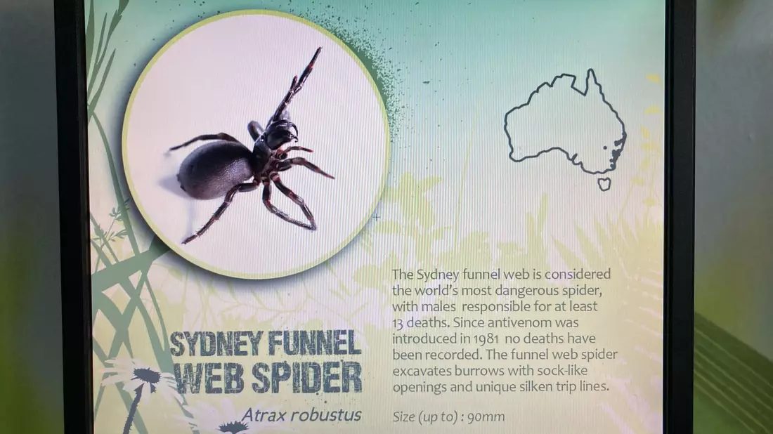 Wissenschaftler haben entdeckt, dass es drei verschiedene Arten der gefährlichen Sydney-Trichternetzspinnen gibt (Archivbild) - Bild: Carola Frentzen/dpa
