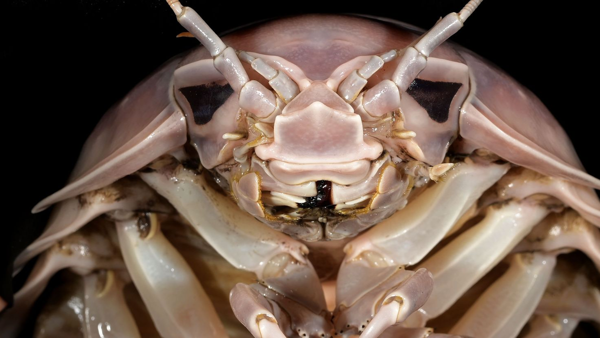 Professor Peter Ng untersucht Riesenasseln auf einem Fischmarkt in Hanoi in Vietnam. - Foto: Nguyen Thanh Son/Pensoft Publishers/dpa