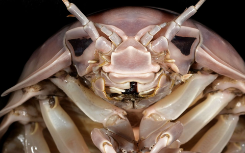 Professor Peter Ng untersucht Riesenasseln auf einem Fischmarkt in Hanoi in Vietnam. - Foto: Nguyen Thanh Son/Pensoft Publishers/dpa