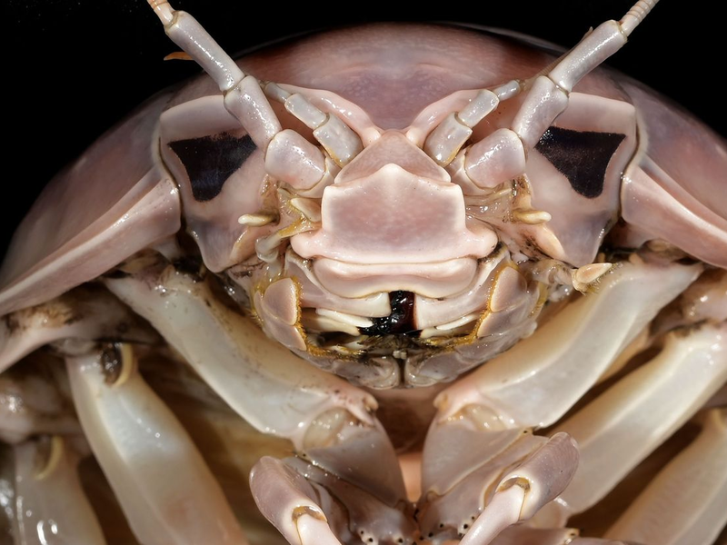 Professor Peter Ng untersucht Riesenasseln auf einem Fischmarkt in Hanoi in Vietnam. - Foto: Nguyen Thanh Son/Pensoft Publishers/dpa