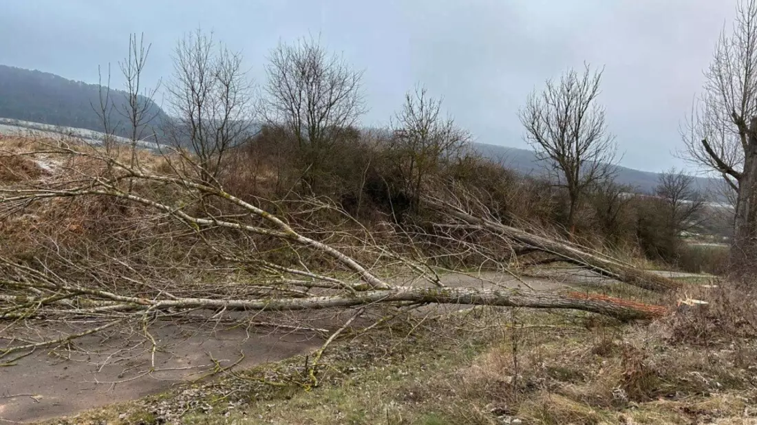 LPI-NDH: Pappeln an Radweg gefällt - Bild: presseportal.de