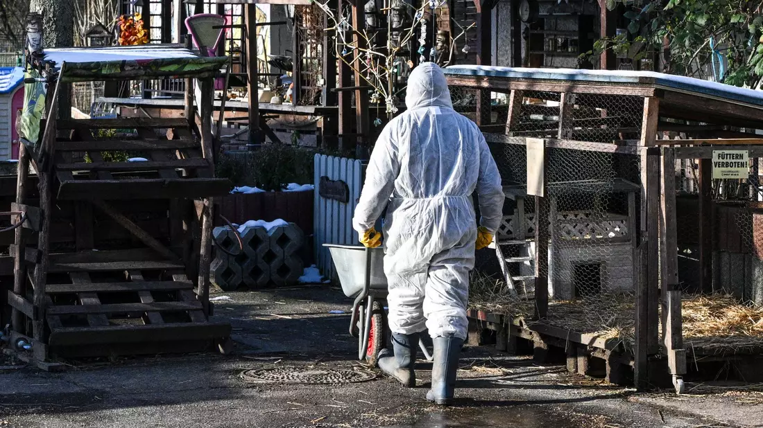 Großbritannien reagiert auf den Ausbruch der Maul- und Klauenseuche in Deutschland mit verschärften Regeln. - Bild: Jens Kalaene/dpa