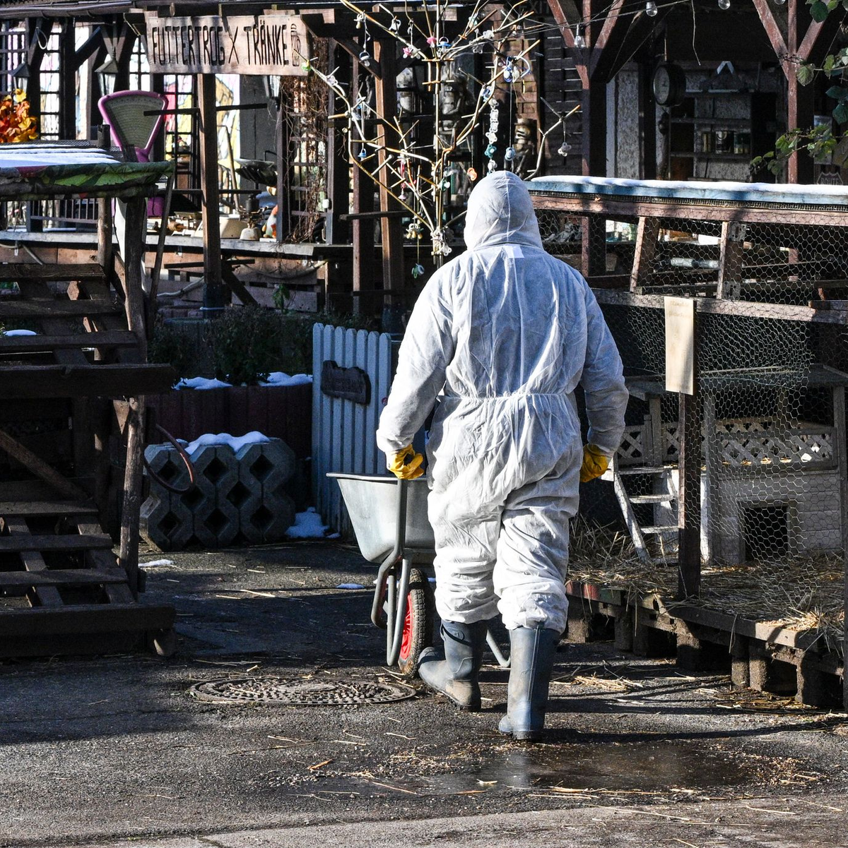 Neben hohem Fieber, Appetitlosigkeit und Apathie können infizierte Tiere Blasen am Maul und auf der Zunge sowie an den Klauen und den Zitzen entwickeln (Archivbild). - Foto: Jens Kalaene/dpa