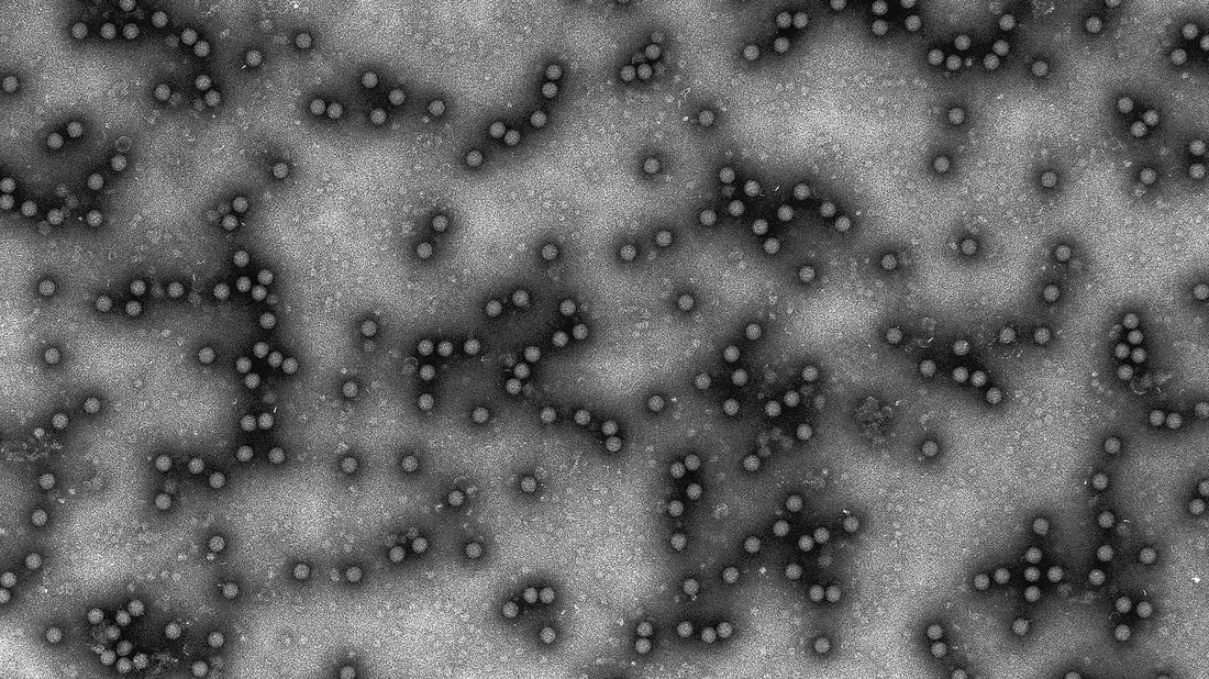 Das Virus ist für Tiere hochansteckend, für Menschen aber ungefährlich. (Archivbild) - Bild: Granzow/Friedrich-Loeffler-Institut /dpa