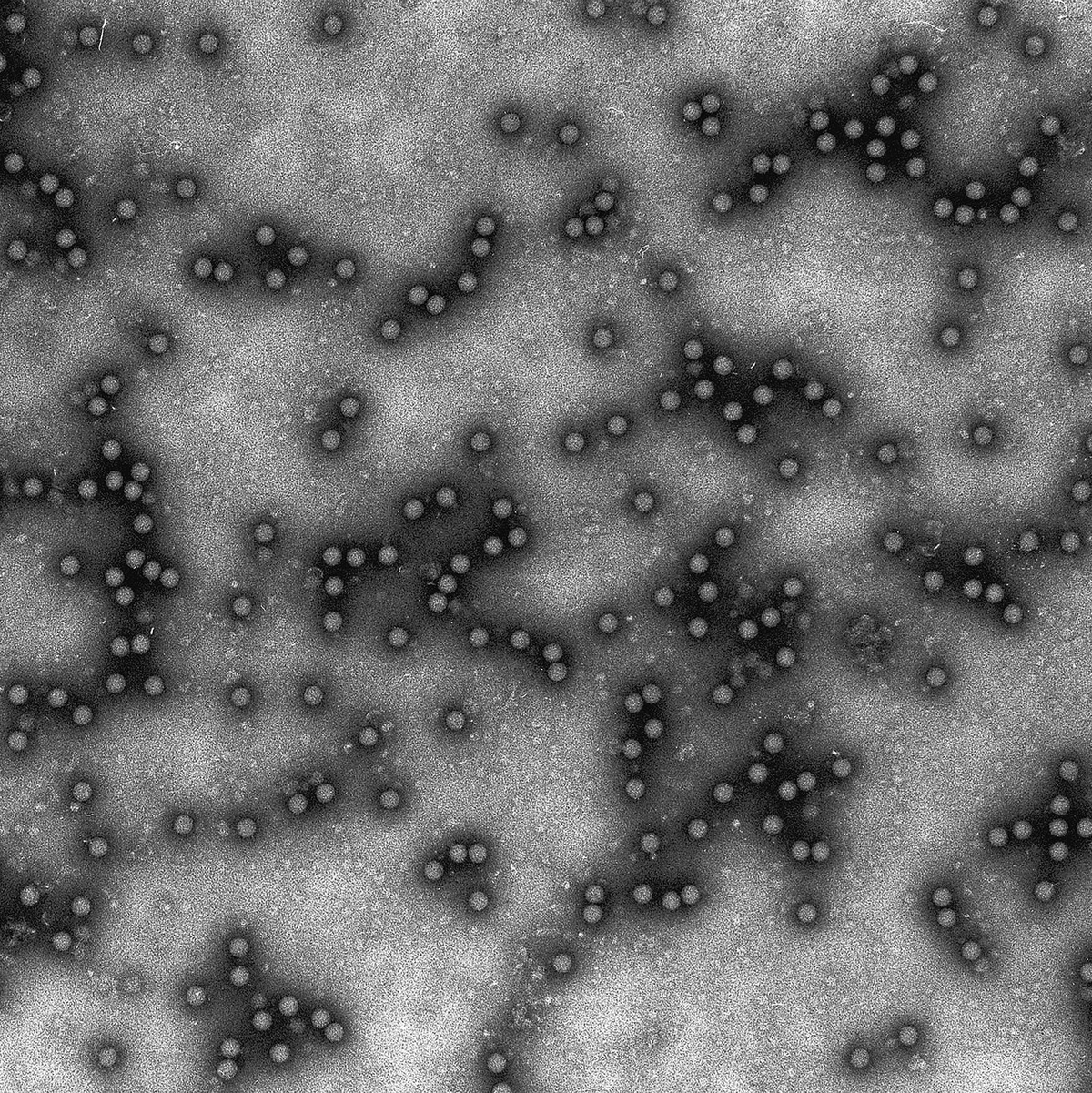 Das Virus ist für Tiere hochansteckend, für Menschen aber ungefährlich. (Archivbild) - Foto: Granzow/Friedrich-Loeffler-Institut /dpa