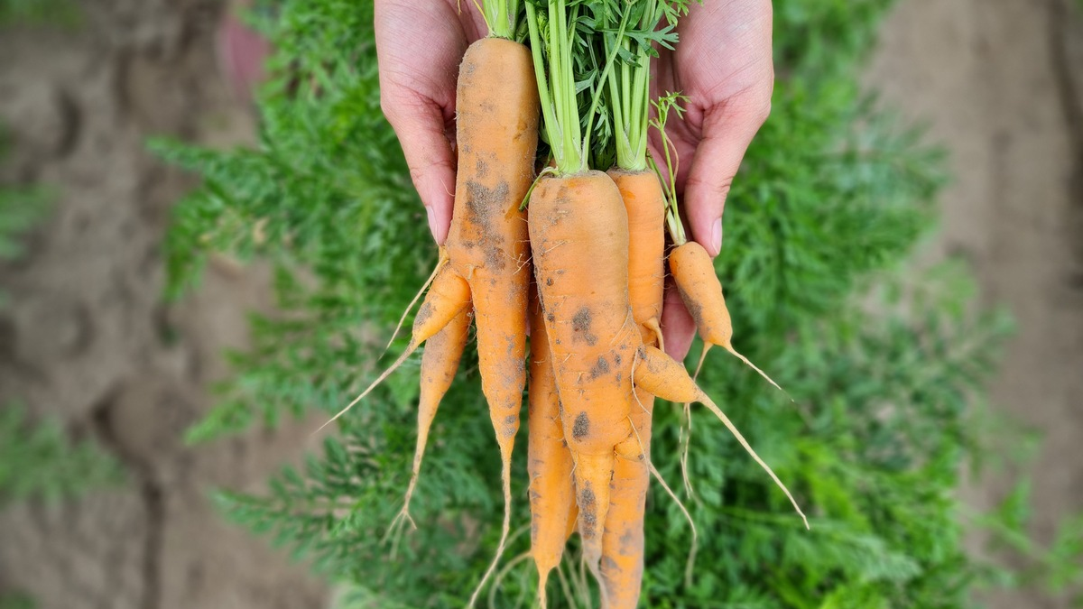 Veganuary-Tipp: Warum Möhren unverzichtbar sind - Foto: presseportal.de