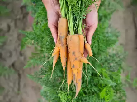 Veganuary-Tipp: Warum Möhren unverzichtbar sind - Foto: presseportal.de