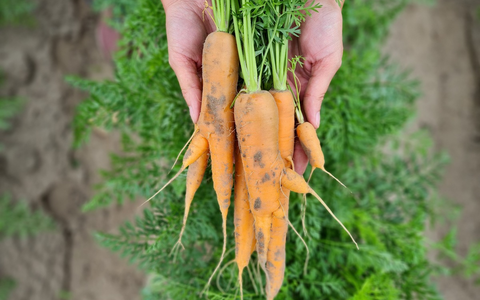 Veganuary-Tipp: Warum Möhren unverzichtbar sind - Foto: presseportal.de
