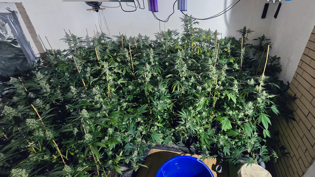 POL-HSK: Cannabisplantage bei Wohnungsdurchsuchung entdeckt - Foto: presseportal.de