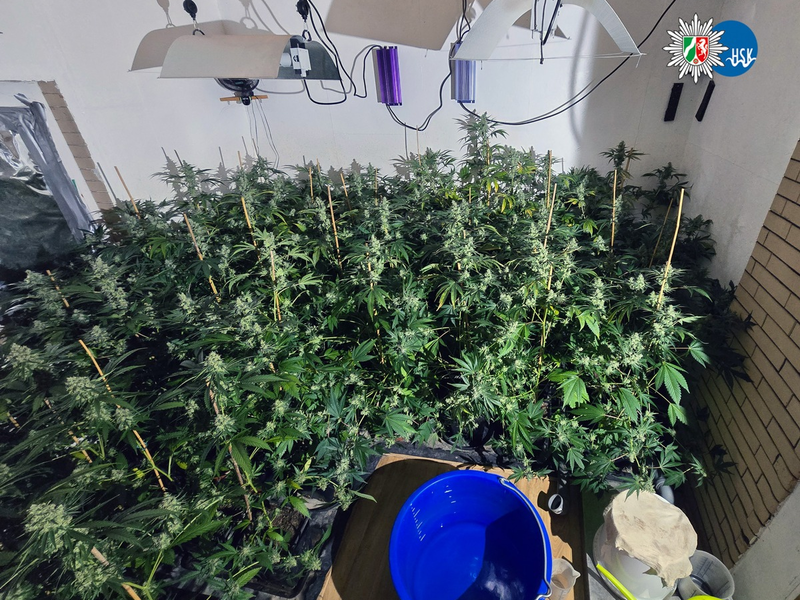 POL-HSK: Cannabisplantage bei Wohnungsdurchsuchung entdeckt - Foto: presseportal.de